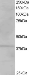 Anti-VPS26A Antibody