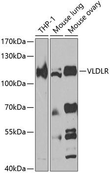 Anti-VLDLR Antibody