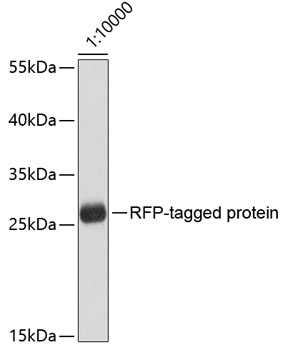 Anti-RFP Tag Antibody