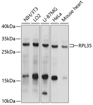 Anti-RPL35 Antibody