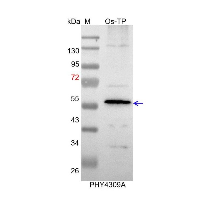Glutelin D-1 / Anti-Glutelin Type-D 1 Antibody