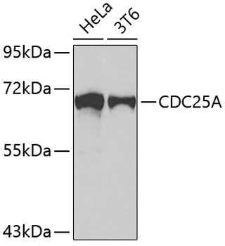 Anti-CDC25A Antibody
