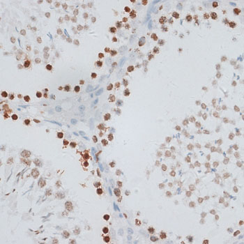 Anti-Histone H2AX Antibody