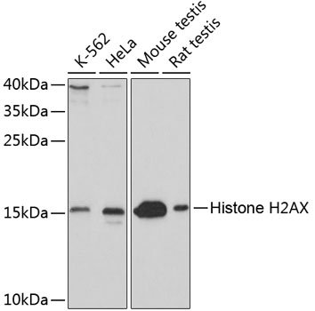 Anti-Histone H2AX Antibody