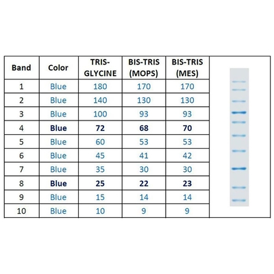 Carolina® SmartCheck™ All Blue Protein Markers, 50 µL