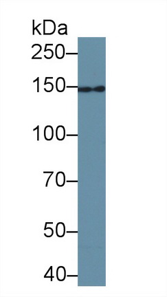 Western Blot; Sample: Bovine Pancreas lysate; Primary Ab: 1µg/ml Rabbit Anti-Human UACA Antibody Second Ab: 0.2µg/mL HRP-Linked Caprine Anti-Rabbit IgG Polyclonal Antibody