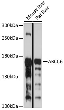 Anti-ABCC6 Antibody