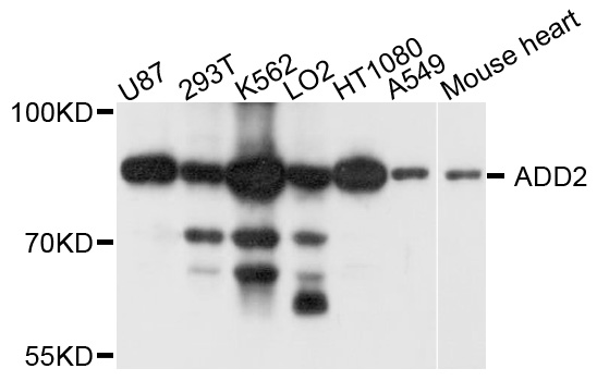Anti-ADD2 Antibody