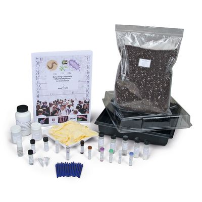 Detecting Epigenetic DNA Methylation in Arabidopsis Amplification and Electrophoresis Kit with GelGreen® Stain (with perishables)