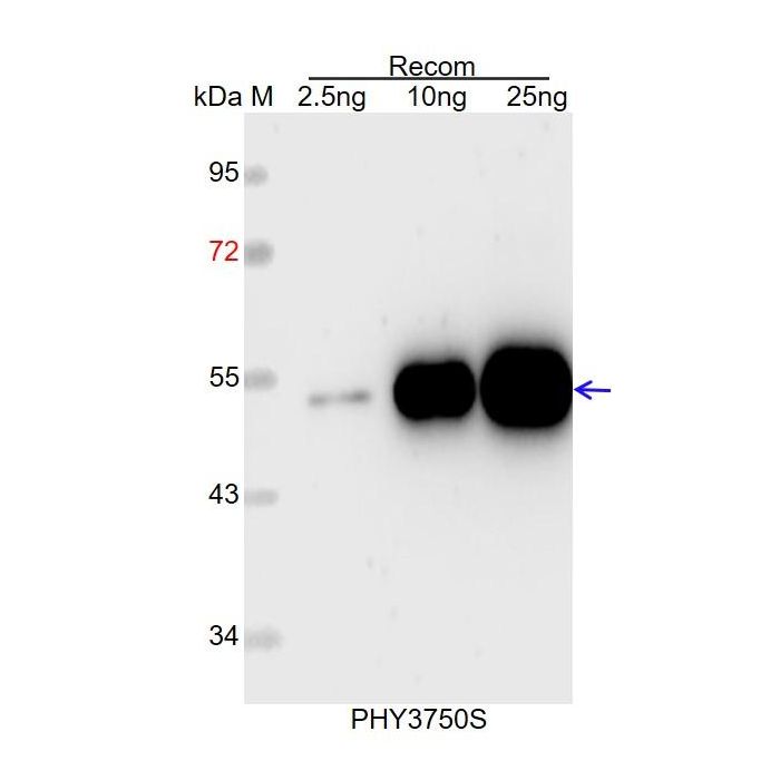 FBH3 / Anti-Transcription Factor BHLH122 Antibody