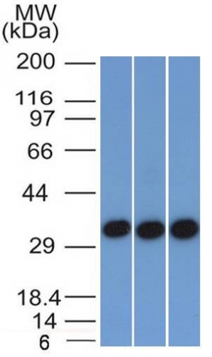 Western Blot of HEK293, A431 and HCT116 lysates (30ug) stained with EpCAM Mouse Monoclonal Antibody AE00150 at 1ug/ml (1h at ambient temp). ECL staining by HRP.
