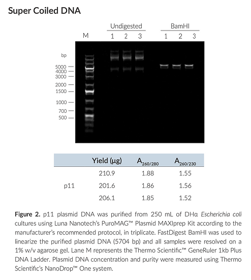 Proteinase K, DNase / RNase Free, 20mg/mL Solution, 3 mL