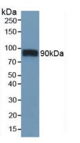 Western Blot; Sample: Mouse Heart Tissue.