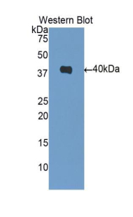 Western Blot; Sample: Recombinant protein.