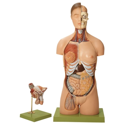 Somso® Human Male and Female Torso Model, 20 Parts