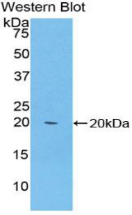 Western Blot; Sample: Recombinant protein.