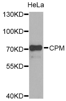 Anti-CPM Antibody