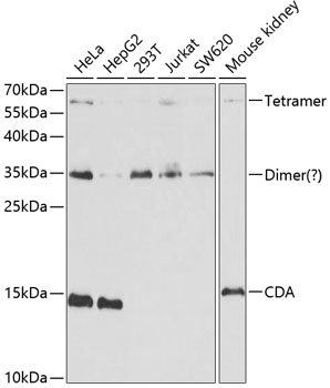 Anti-CDA Antibody