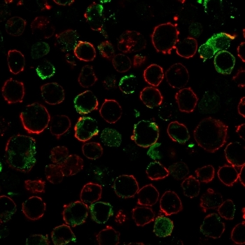 Immunofluorescent staining of human K562 cells using recombinant Rhombotin 2 antibody (green, clone LMO2/3147R) and phalloidin (red).