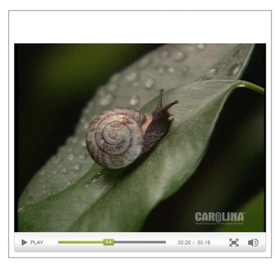 Freshwater Mussel Anatomy: An Introduction to the Phylum Mollusca Video