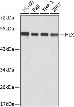 Anti-HLX Antibody