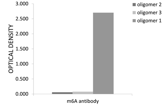 Anti-m6A Antibody