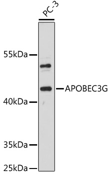 Anti-APOBEC3G Antibody