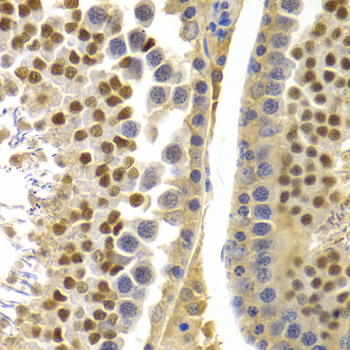 Anti-APOBEC3G Antibody
