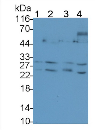 Western Blot; Sample: Lane1: MCF7 cell lysate; Lane2: A549 cell lysate; Lane3: Rat Cerebrum lysate; Lane4: Mouse Cerebrum lysate Primary Ab: 0.05µg/ml Mouse Anti-Human TRAIL Antibody Second Ab: 0.2µg/mL HRP-Linked Caprine Anti-Mouse IgG Polyclonal Antibody (Catalog: SAA544Mu19)