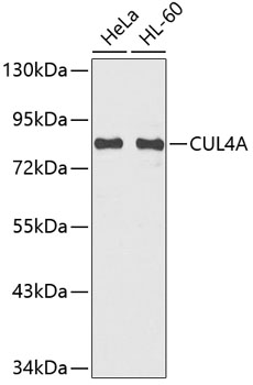 Anti-CUL4A Antibody