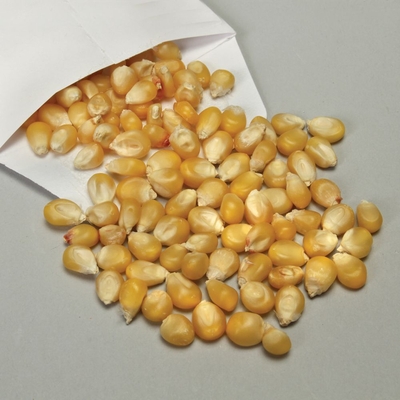 Genetic Corn Seed, Albino, Pack 100