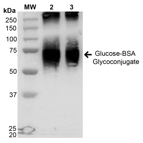 Glucose BSA Glycoconjugate