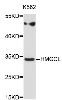 Anti-HMGCL Antibody