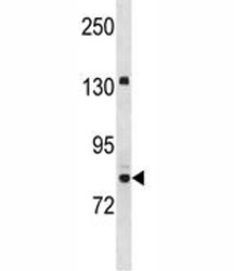 UHRF2 antibody western blot analysis in Jurkat lysate.