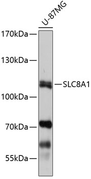 Anti-SLC8A1 Antibody