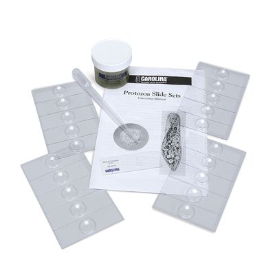 Carolina® Protozoa Slide Set, Mixed Protozoan, Living