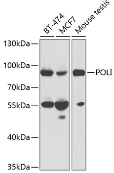 Anti-POLI Antibody