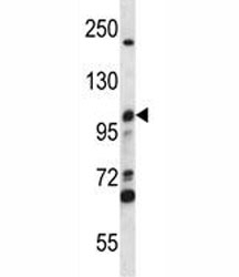MCM4 antibody western blot analysis in CEM lysate.
