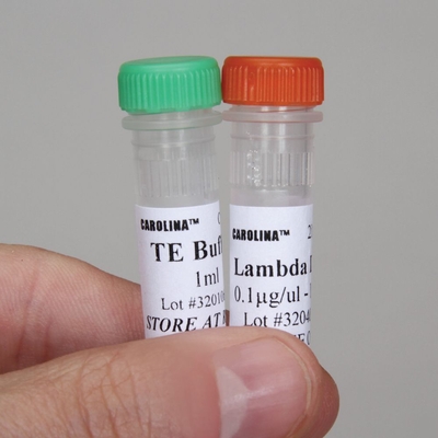 Lambda DNA, 80 µg (200 µL; 0.4 µg/µL)