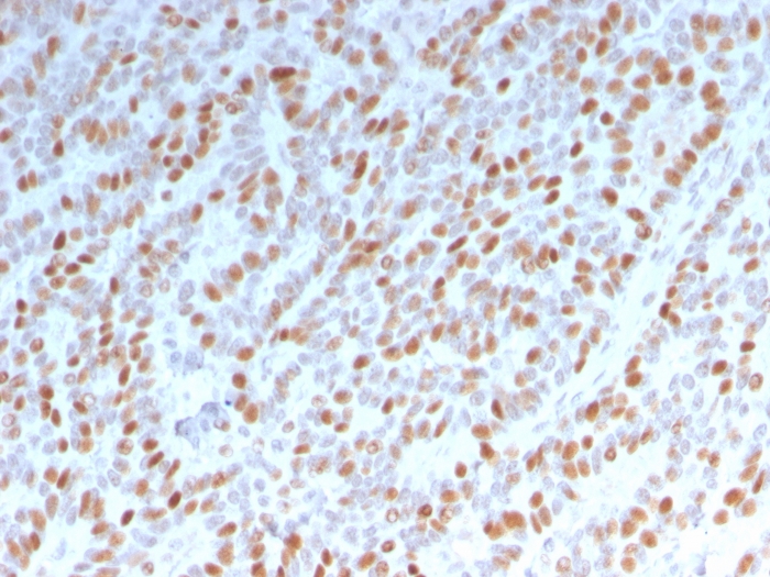 Anti-Estrogen Receptor alpha Antibody [ESR1/3342] - BSA and Azide free