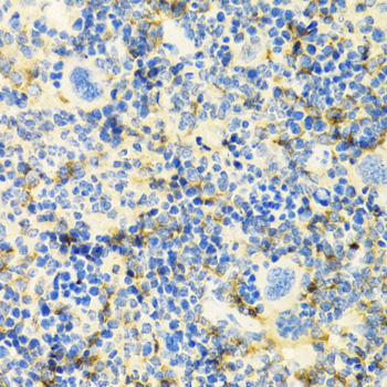 Anti-ICOS Antibody