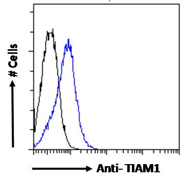 Anti-TIAM1 Antibody