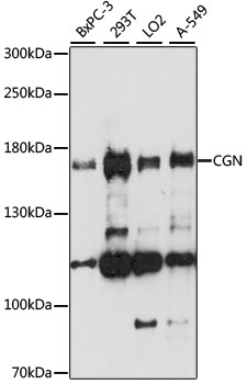 Anti-CGN Antibody