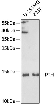 Anti-PTH Antibody