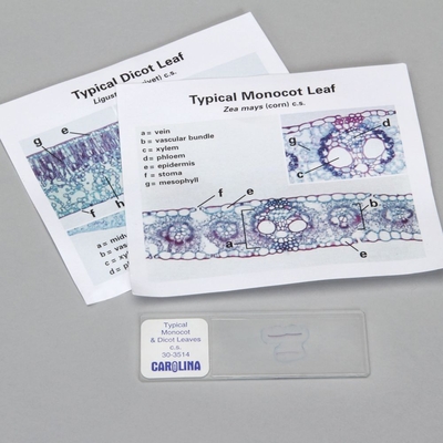 Discovering Monocot and Dicot Leaves Self-Study Unit, Microscope Slide Set