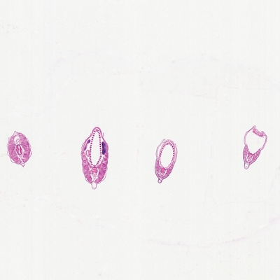 Amphioxus Composite, c.s. 7 µm, H&E Microscope Slide