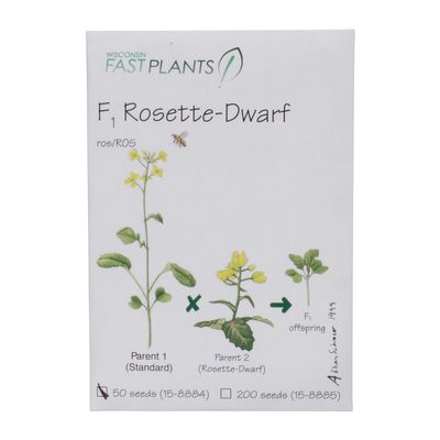 Brassica rapa (Wisconsin Fast Plants®), F1 Rosette-Dwarf, Pack 50