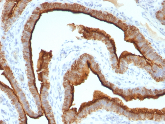 Anti-MUC1 Antibody [MUC1/967] - BSA and Azide free