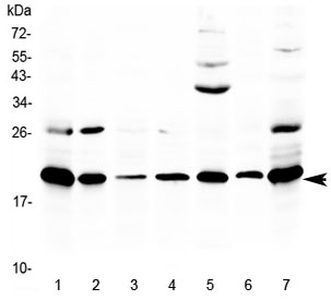Western blot testing of 1) rat thymus, 2) rat lung, 3) rat spleen, 4) rat stomach, 5) rat PC-12 cells, 6) mouse thymus and 7) mouse NIH3T3 lysate with Ccl19 antibody at 0.5ug/ml. Predicted molecular weight ~12 kDa, observed here at ~20 kDa.