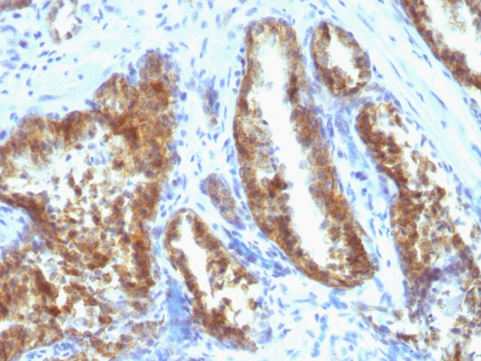 Anti-Prostate Specific Antigen Antibody [A67-B/E3 + 1A7] - BSA and Azide free